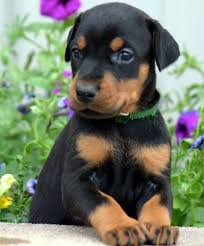 Female Doberman Puppy For Sale Born In Tn Usa Doberman Puppies For Sale Doberman Puppy Doberman Dogs