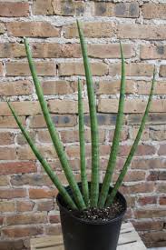 Image result for Sansevieria cylindrica