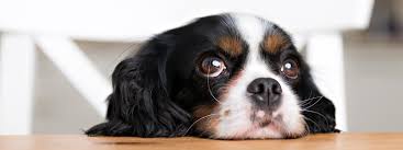 Dernière modification le 14 hier vers midi, l'œil droit de paul c'est mis à couler. Mon Chien A L Oeil Qui Coule Que Faire