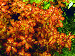 Image result for Ludwigia senegalensis