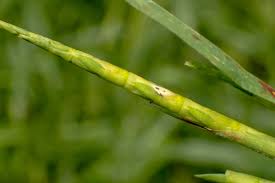 Image result for Rhytachne