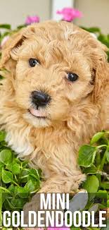 Mini goldendoodle puppies are fantastically equipped when it comes to qualities. Mini Goldendoodle The Miniature Poodle Golden Retriever Mix