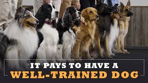 Dog training in fort lauderdale, fl. Carlos Corner