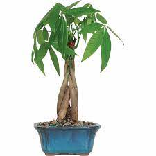 The braided money tree is a traditional symbol of good fortune. Brussel S Money Tree Bonsai Small Outdoor Walmart Com Walmart Com