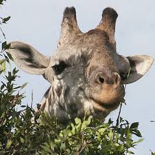 Moreover, these deer are the largest. Giraffe Subspecies Listed As Critically Endangered
