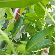 Check spelling or type a new query. Jual Produk Daun Pacar Kuku Termurah Dan Terlengkap Juli 2021 Bukalapak