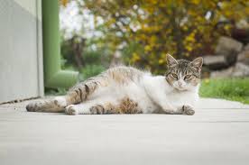Sy beri dia mkn wetfood n susu kitten. Inilah Yang Perlu Diketahui Tentang Kehamilan Pada Kucing