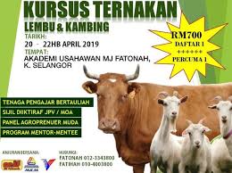 Ternak kambing konsep pakan murah seribu rupiah | peternakan kambing boer samudra farm assalamualaikum dulur, kali ini. Mj Fatonah Sdn Bhd Lot 1449 Kg Teluk Penyamun Kuala Selangor 2021