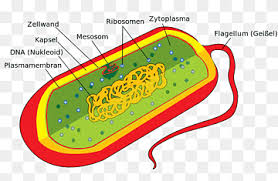 Check spelling or type a new query. Plant Cell Cel Lula Eucariota Organelle Organism Celula Food Biology Baby Toys Png Pngwing