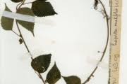 Image result for Laportea ovalifolia