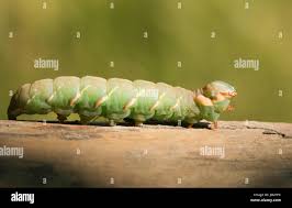 Image result for Peridea anceps