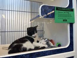 0:31 animal humane society recommended for you. Black Cats On Sale For Black Friday In Windsor Essex