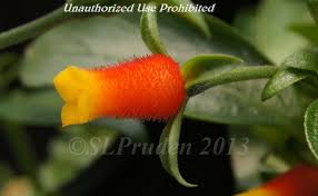 Image result for Manettia