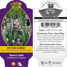 Image result for Ledebouria cooperi