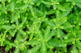 Image result for Phyllanthus amarus