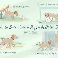 How To Train An Older Dog To Accept A New Puppy