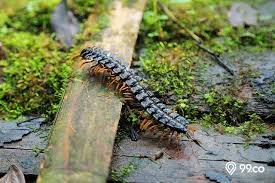 Kelabang masuk rumah, majalahhewan.com | kelabang merupakan hewan arthropoda yang terkadang banyak sekali yang menyebutnya sebagai serangga, padahal sebenarnya kelabang tidak masuk dalam kelas serangga. Iw17dt6ycngn0m