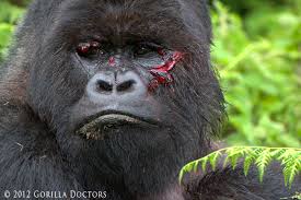 Check spelling or type a new query. Silverback Getty Injured In Interaction Gorilla Doctors Gorilla Doctors