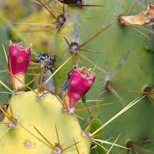 How to peel and cook fresh nopales/cactus. Rikenmon S Nature Guide Indian Fig Opuntia Opuntia Ficus Indica