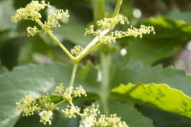 Image result for Cyphostemma