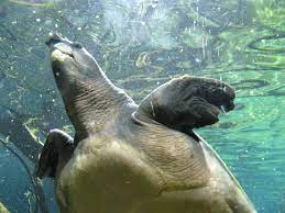 Learn vocabulary, terms and more with flashcards, games and other study tools. Day Thirty Six Sea Turtle Style Everyday Asperger S