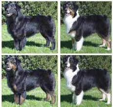 Black And Tan Australian Shepherd Common Black Australian Shepherd Color Patterns Black Tri Australian Shepherd Black Australian Shepherd Australian Shepherd Colors