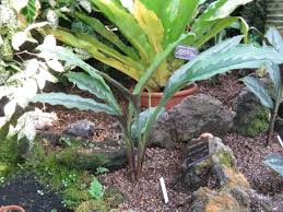 Image result for Kaempferia