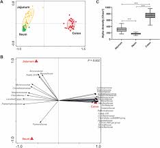 Impact Of Early Life Feeding On Local Intestinal Microbiota And Digestive System Development In Piglets Scientific Reports