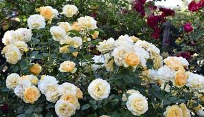 2 lb fish bone meal organic plant fertilizer plants garden roots blooms. The Best Fertilizer For Roses To Grow Healthy Blooms