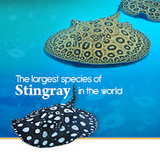 By relying on smaller boats and thus shorter fishing trips, their catches don't stay out long before they are processed and they currently do overnight deliveries to all the major cities in malaysia such as kuala lumpur, selangor, johor bahru, and penang. Sianlon Aquatic Malaysia One Stop Online Aquarium Mobile Sianlon Aquatic