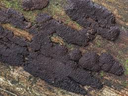 Image result for Hypoxylon multiforme