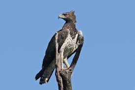 Birds Of Prey Wikipedia Martial Eagle Polemaetus Bellicosus Martial Eagle Wikipedia