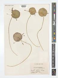 Image result for Nymphoides thunbergiana
