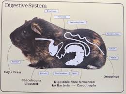 Pin On Animals Cavies