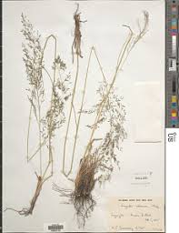 Image result for Eragrostis mildbraedii