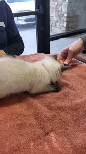 Advanced veterinary care of san elijo hosts grand opening, with ribbon cutting ceremony conducted by the san marcos chamber of commerce to officially launch. Advanced Veterinary Care Of San Elijo Home Facebook