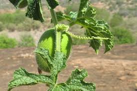 Image result for Peponium vogelii