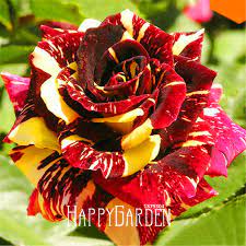 Schumann blooming cactus beautiful exotic blooms : Big Sale Rare Stripe Rose Bush Plants Flowers For Room Beautiful Garden Bonsai Exotic Potted Plant Sementes 100pcs Pack W5ijf Buy At The Price Of 0 10 In Aliexpress Com Imall Com