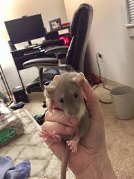 Jul 28, 2009 · r/ark: New Dumbo Rat Sibling Her Name Is Ashes As A Tribute To Our Old Rat That Passed Dusty Ashes To Ashes Dust To Dust Rats