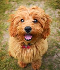 This does not affect the price that you pay. Cavapoo A Puppy You Ll Forever Love Petland Florida
