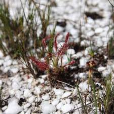 Image result for Napoleonaea septentrionalis