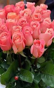 I love flowers and plants. Roses Of Love Beautiful Flowers For You Facebook