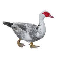 Tap the screen to get rid of control center. Muscovy Duck Removal And Duck Control