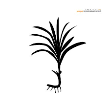 Daun ini seringkali digunakan sebagai penambah cita rasa masakan karena. 94 Pandan Leaf Stock Illustrations Cliparts And Royalty Free Pandan Leaf Vectors