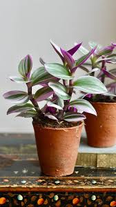 Image result for Tradescantia
