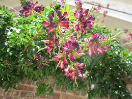 Evergreen Wisteria Reddish Purple Highly Fragrant Pea Like Blooms In 8 Grape Like Cl Drought Resistant Plants Drought Tolerant Plants Landscaping With Rocks