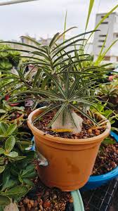 Image result for Raphionacme welwitschii