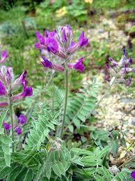 Image result for Oxyrhachis