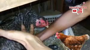 Anak ayam hutan atau doc yang baru menetas dibiarkan dalam kandang bersama induknya. Tips Membantu Penetasan Telur Dijamin Menetas Semua Youtube