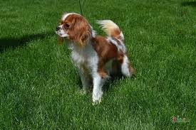 Cavalier King Charles Kopek Petcim Com Cavalier King Charles King Charles Cavalier